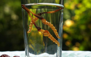 鎖陽冬蟲夏草泡酒：配伍原理、制作方法與飲用規范