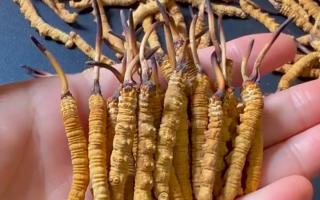 真假冬蟲夏草怎么辨別？5 個(gè)實(shí)用方法 + 避坑指南