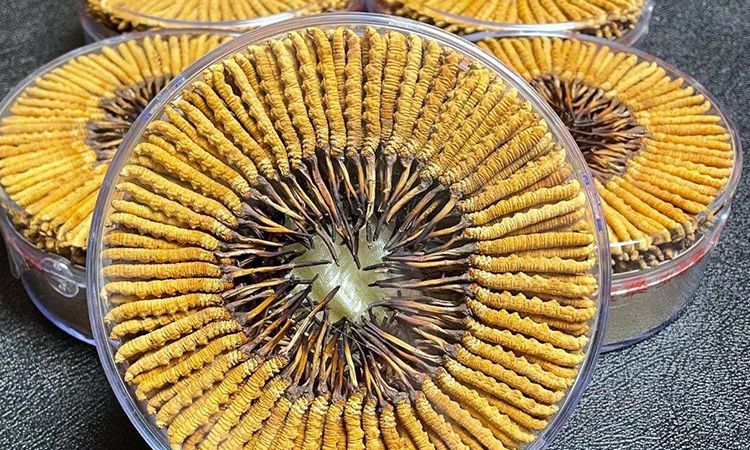 冬蟲夏草一斤價格多少