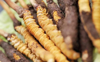 鮮冬蟲夏草哪里產地好些？三大黃金產區品質解析