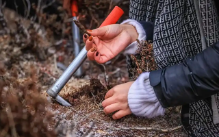 山上認冬蟲夏草：從環境到細節，4 步避開 “偽蟲草”