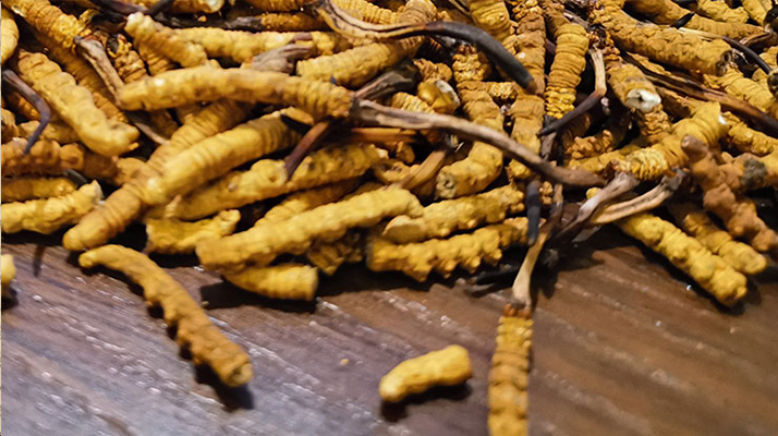 2025 年干<a href=http://www.dongtai1982.com/jiage/ target=_blank class=infotextkey>冬蟲夏草價格</a>指南 