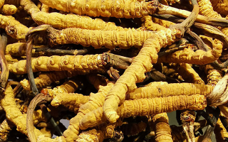 石斛與冬蟲夏草哪個好？從功效到適用場景的全面對比