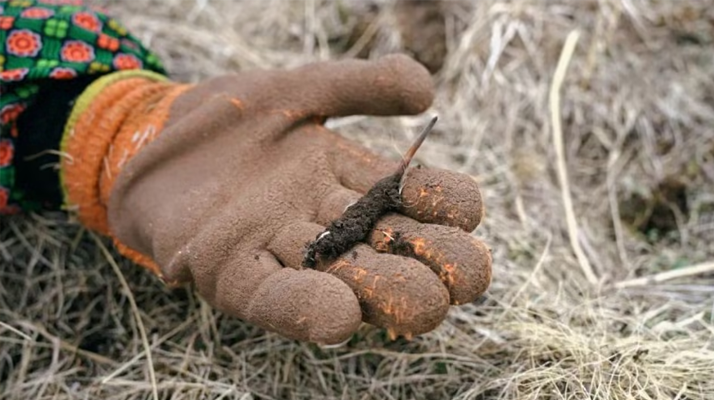 冬蟲(chóng)夏草禁采之后 