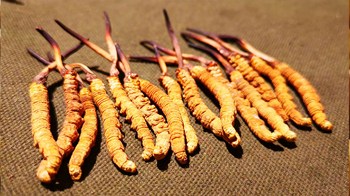 冬蟲夏草泡水：每次放多少水才合適？