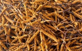 冬蟲夏草專業存放指南：這樣存，品質不打折