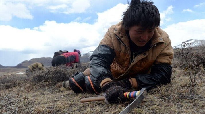 那曲<a href=http://www.dongtai1982.com/sdph/wacr/ target=_blank class=infotextkey>挖草人</a>阿旺的蟲草采摘時間表