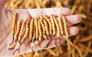 為啥說頭期冬蟲夏草品質最好？掰開揉碎給你講