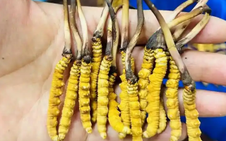 新鮮冬蟲夏草要吃幾次？一篇給普通人的實用指南