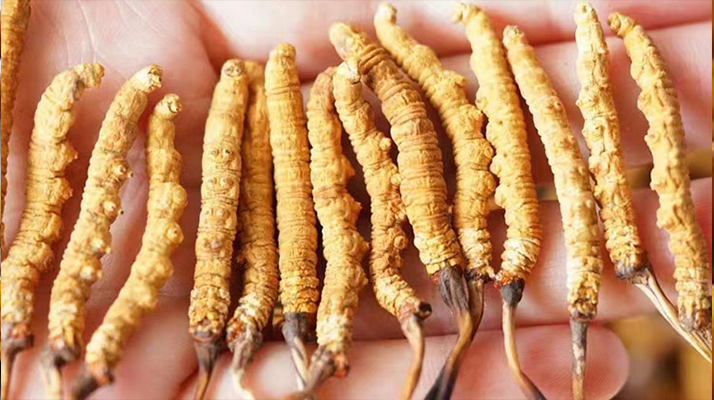 冬蟲夏草最佳購買時間:選對時機,兼顧品質(zhì)與性價比