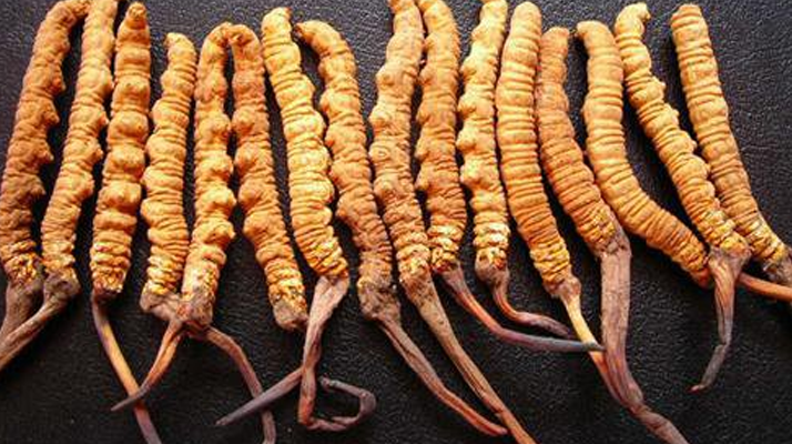 冬蟲夏草一克幾根好