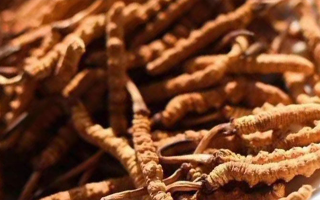 冬蟲夏草采后保存指南：鎖住營養，延長鮮度?