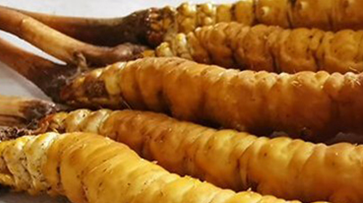 鮮冬蟲夏草可以用水洗嗎？