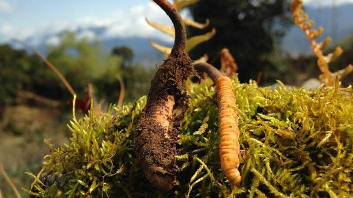 2026 年那曲冬蟲夏草分規格價格走勢與備貨時機定制建議