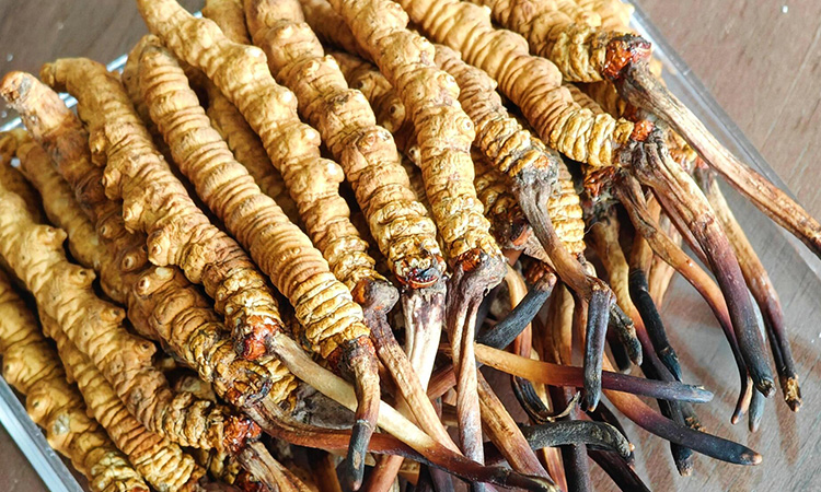 冬蟲夏草變質是什么樣 如何區分是否變質 變質后能不能食用