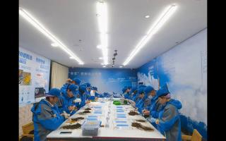 新挖蟲草加工流程的標準化 SOP 文檔