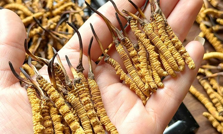 那曲珍品的草頭形態