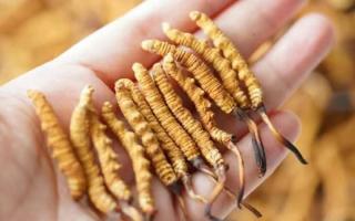 東強堂科普：3克冬蟲夏草是幾根？那曲源頭品牌教你精準換算