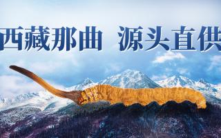 2025 年冬蟲夏草市場核心數據簡報