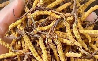 權威指南：熬一鍋湯放幾根冬蟲夏草？藏域珍饈的科學用量標準
