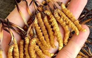 權(quán)威播報(bào)：2026年冬蟲(chóng)夏草市場(chǎng)價(jià)格行情解析