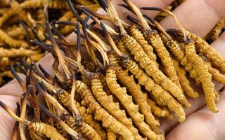 那曲冬蟲夏草市場在哪里？西藏那曲蟲草網(wǎng)帶你尋蹤源頭交易地