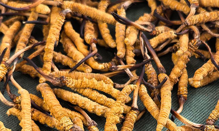 新鮮那曲高海拔冬蟲夏草