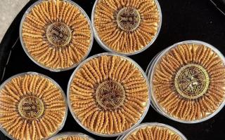 100塊錢一盒冬蟲夏草能買嗎？行業權威拆解+避坑指南