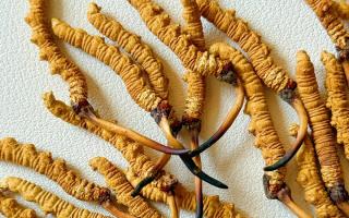 3月冬蟲夏草市場價格解析，行業權威走勢+選購指南