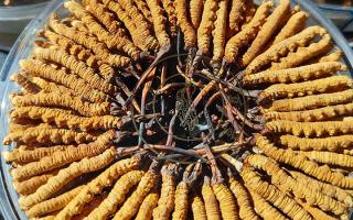 西藏那曲蟲草網行業解析：冬蟲夏草都含有什么成分？核心營養全揭秘