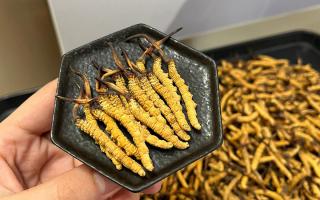 怎么選冬蟲夏草好壞？5步精準鑒別，避坑不踩雷