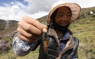 西藏哪個地區(qū)冬蟲夏草好？那曲蟲草穩(wěn)居品質(zhì)之巔