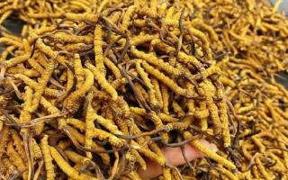 揭秘冬蟲夏草的形成原因｜西藏那曲蟲草網行業科普