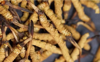 詳解那曲冬蟲夏草可采條件｜西藏那曲蟲草網行業規范解讀