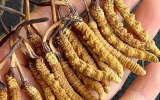 冬蟲夏草對身體有什么用？那曲蟲草行業網站詳解核心功效