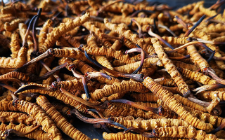 怎么知道冬蟲夏草過期了？那曲蟲草行業網站教你精準判斷