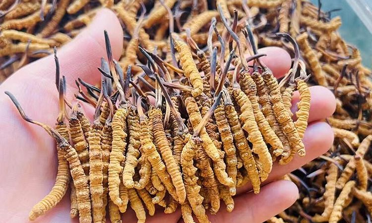 西藏那曲冬蟲夏草行業網站