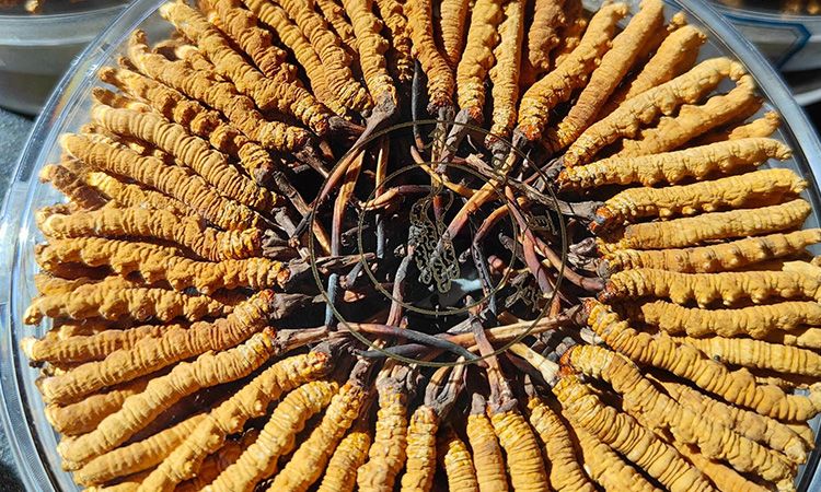 燉鴨子能放冬蟲夏草