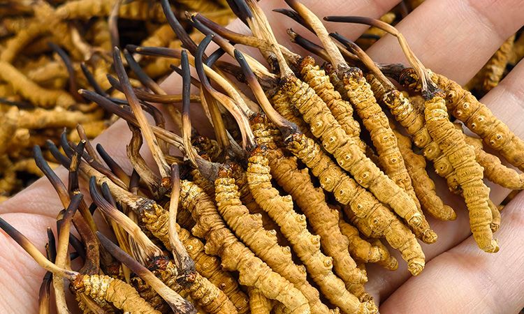 蟲草12根1克多少錢一斤