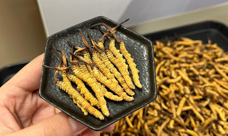 冬蟲(chóng)夏草燉多少時(shí)間合適