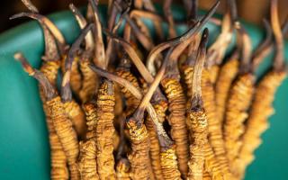 西藏那曲冬蟲夏草熬粥攻略：這樣熬最營養、最入味