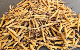 2026年西藏那曲優質冬蟲夏草市場價詳解